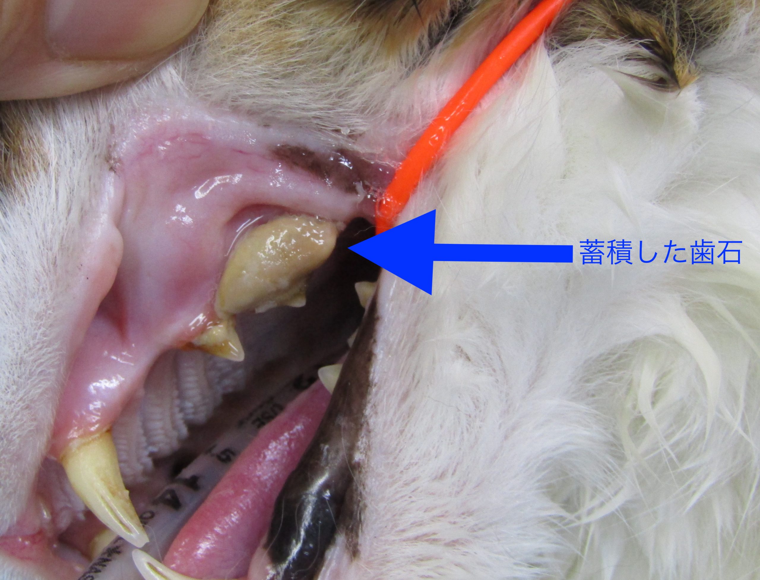 口内炎、歯肉炎 19歳 日本猫